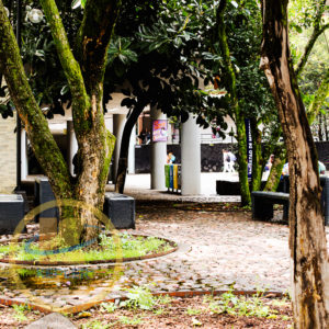 Jardín de la Facultad de Medicina UNAM